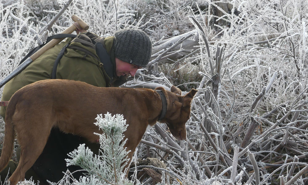 Rabbits and Roe Deer Control in Cairngorms National Park 6