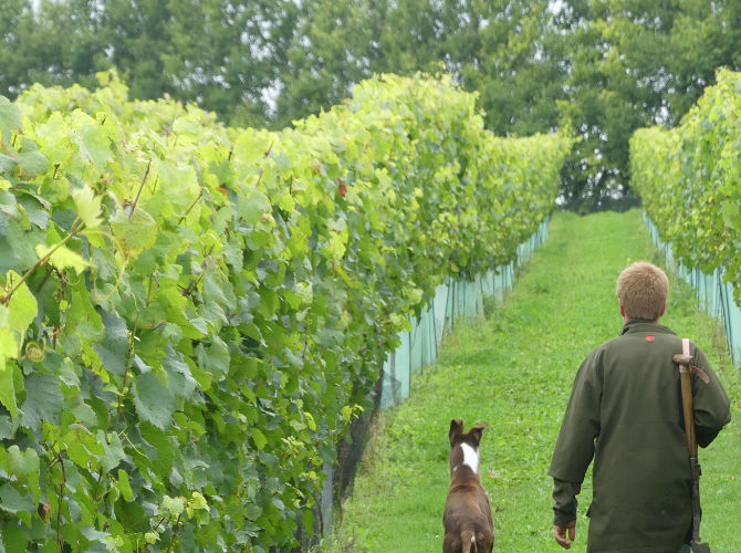 Vineyard