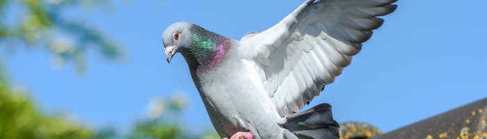 Bird Control Banbury