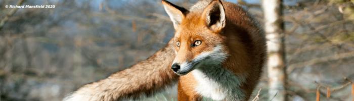 Banbury Fox Control